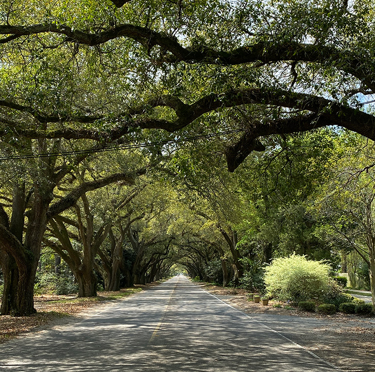 Overhanging oaks in Aiken, SC.